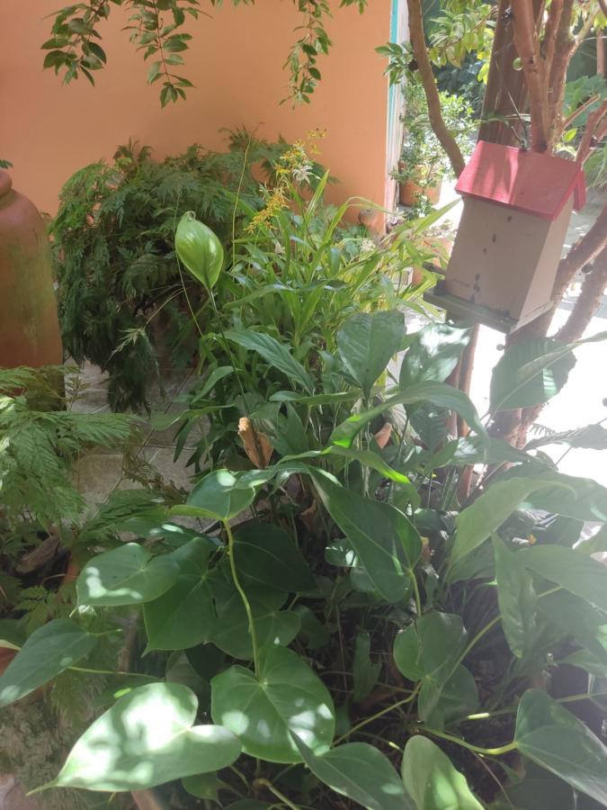 Recanto Toca Das Plantas De Ilhabela I Buitenkant foto
