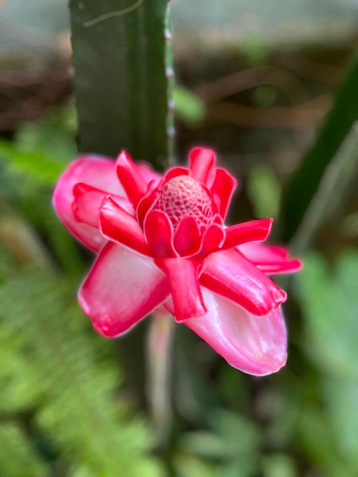 Recanto Toca Das Plantas De Ilhabela I Buitenkant foto