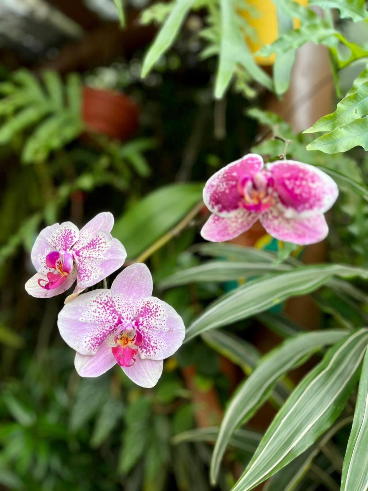 Recanto Toca Das Plantas De Ilhabela I Buitenkant foto