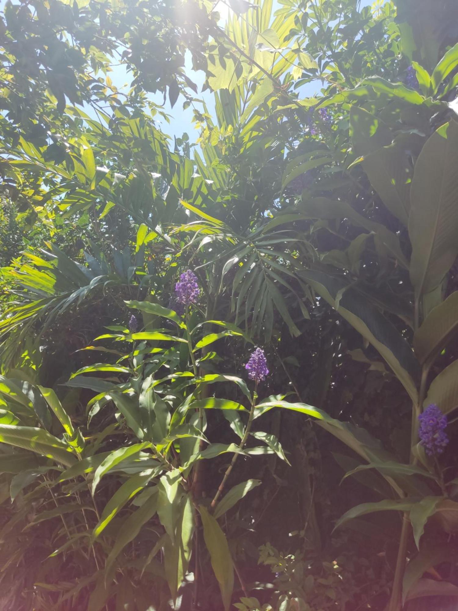 Recanto Toca Das Plantas De Ilhabela I Kamer foto