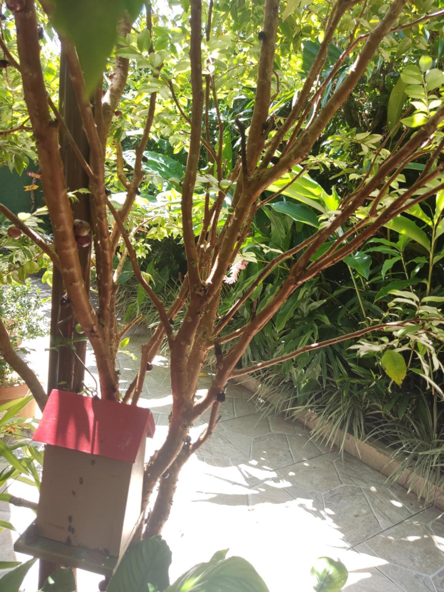 Recanto Toca Das Plantas De Ilhabela I Kamer foto